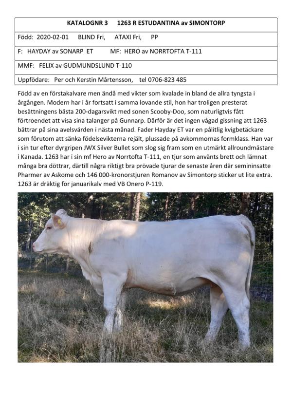 Nötkreatur - Charolais - 1263 R ESTUDANTINA av SIMONTORP